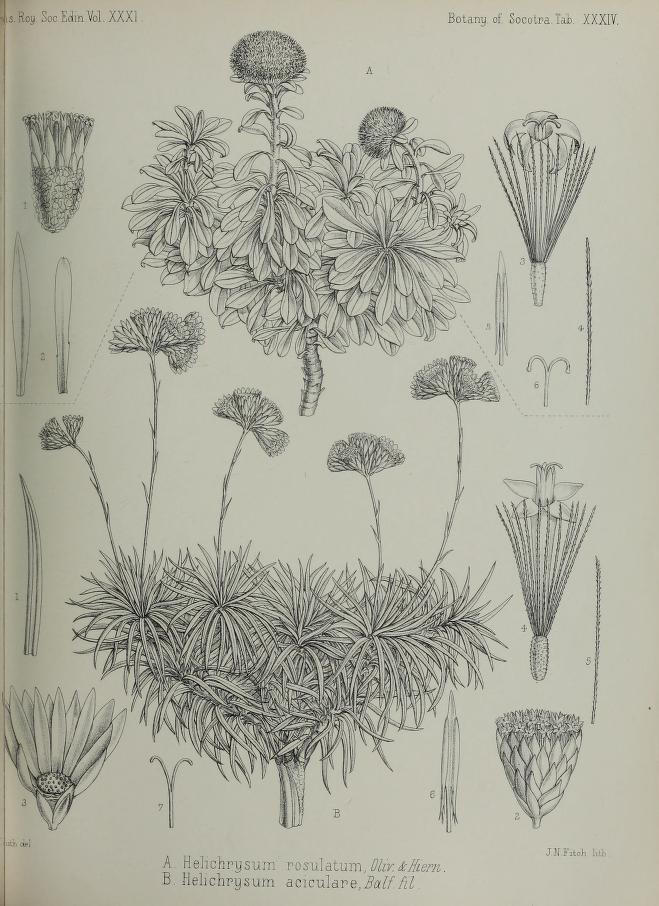 Helichrysum aciculare