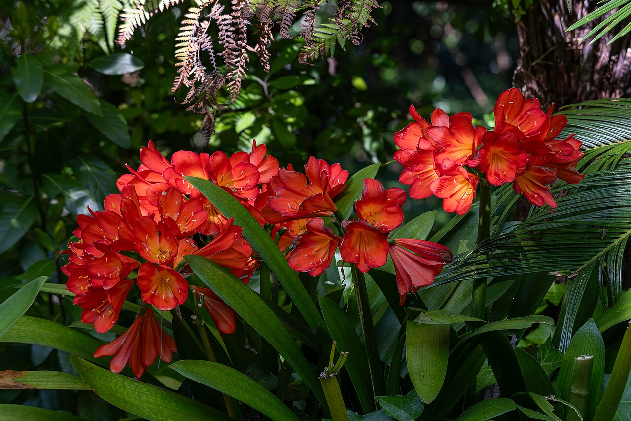 Clivia miniata