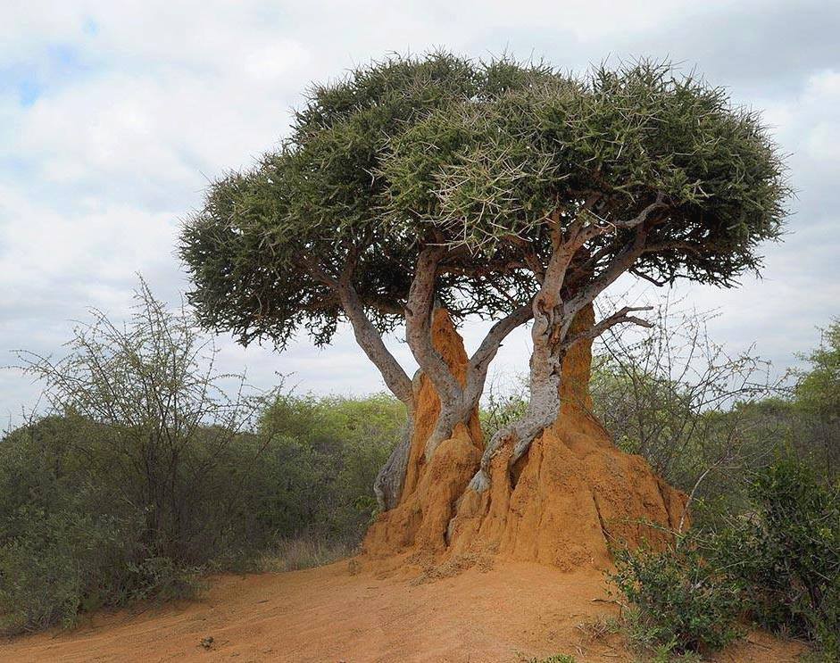 Stink shepherd's tree and the smelly she