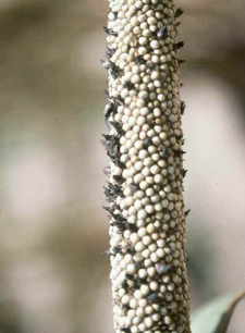 Claviceps fusiformis