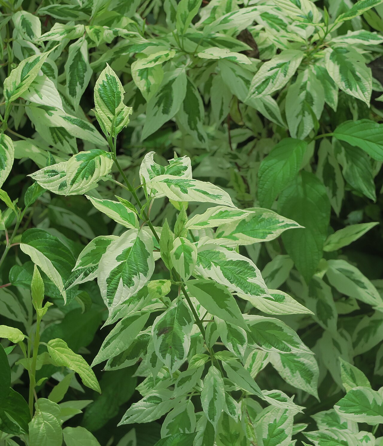 Cornus sericea