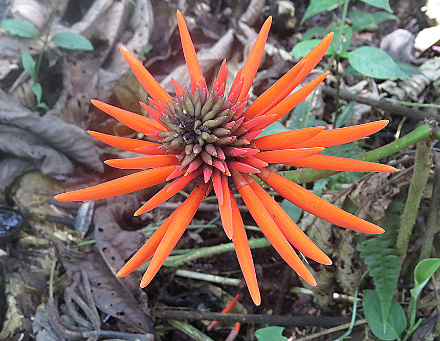 Erythrina schimpffii