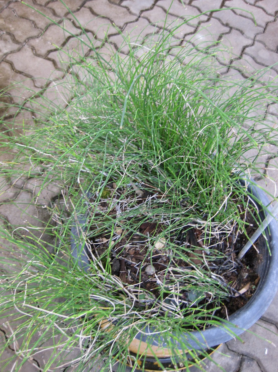 Equisetum debile