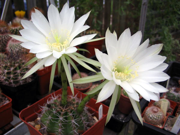 Echinopsis boyuibensis