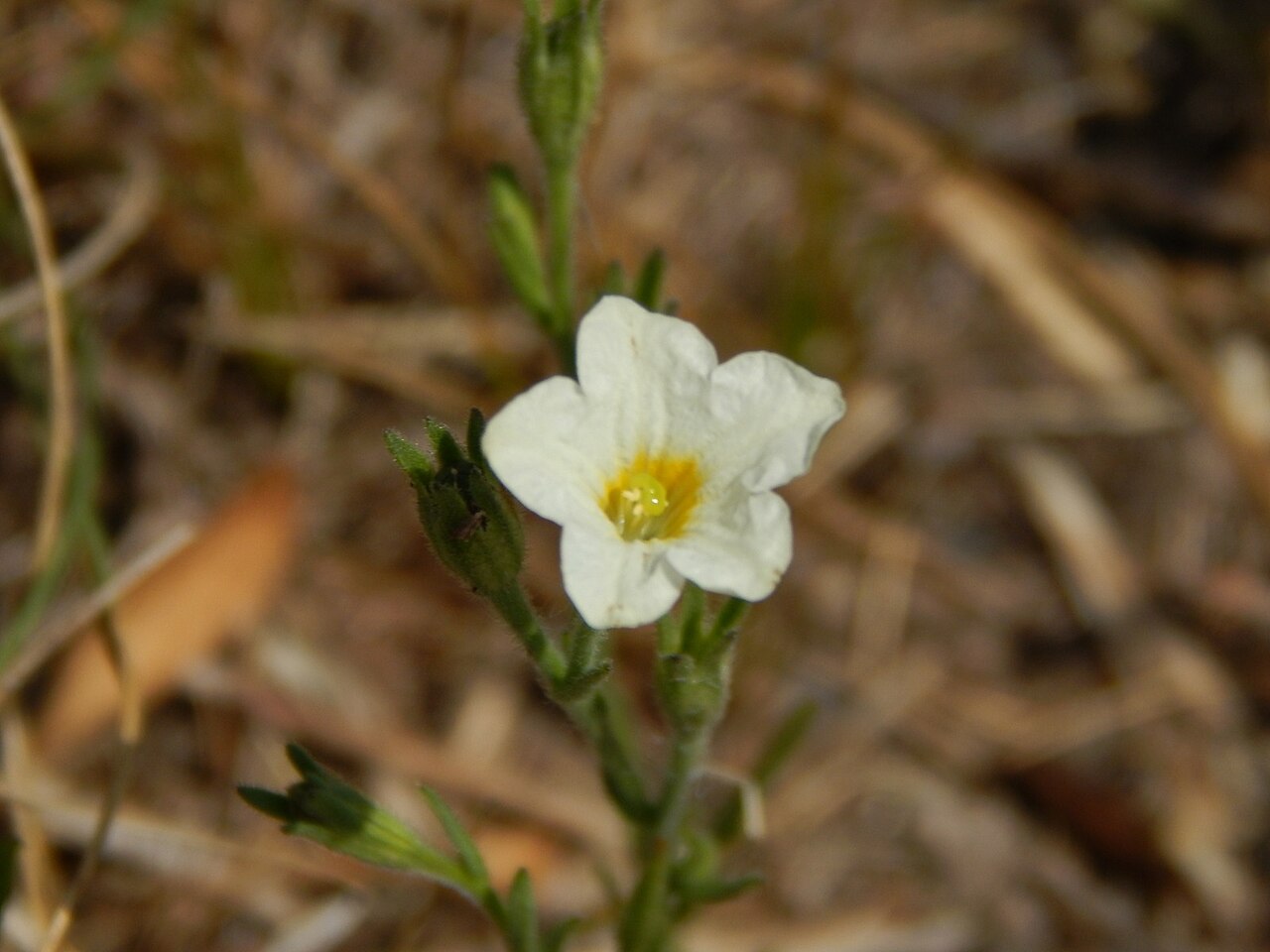 Bouchetia anomala