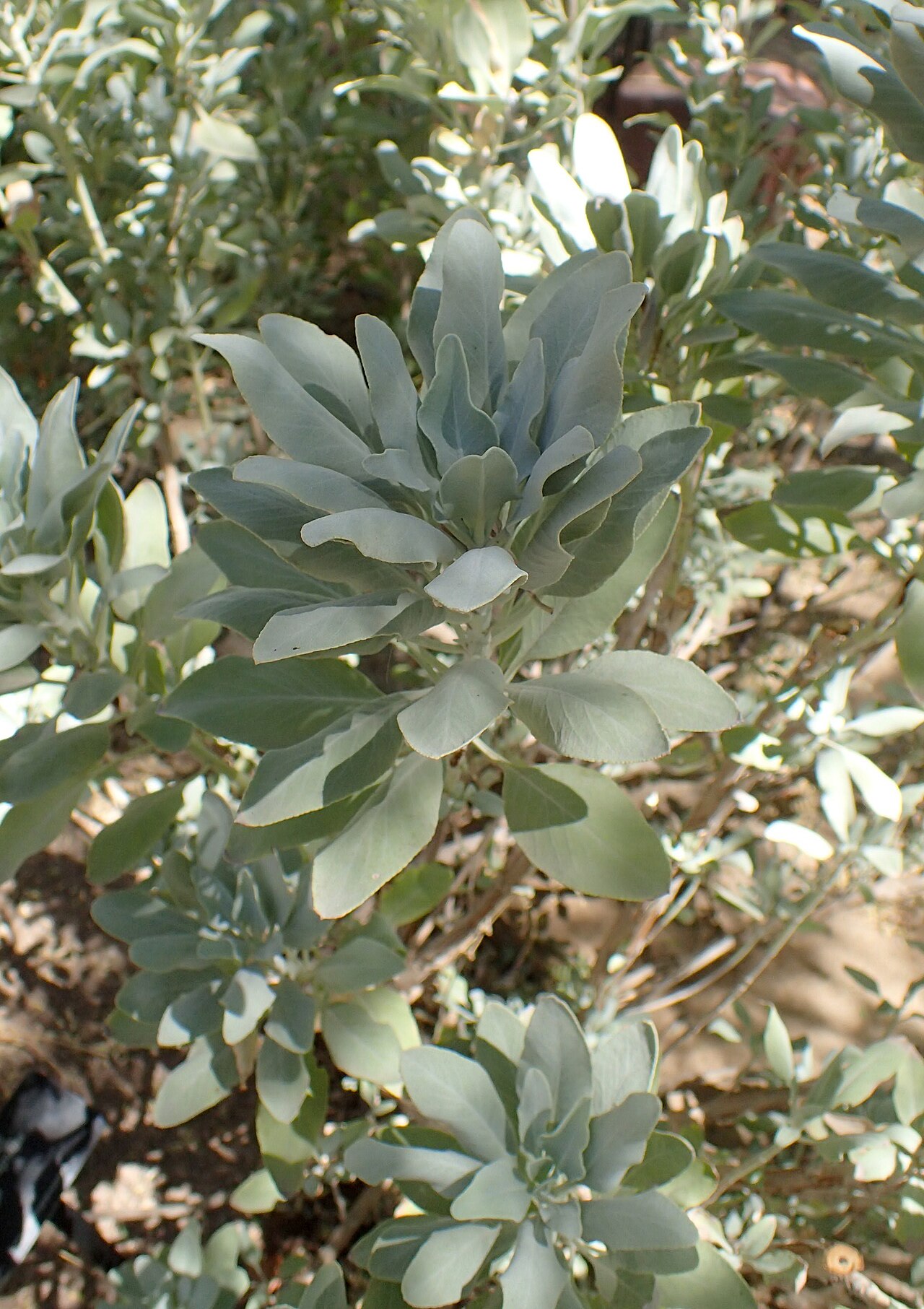 Salvia apiana