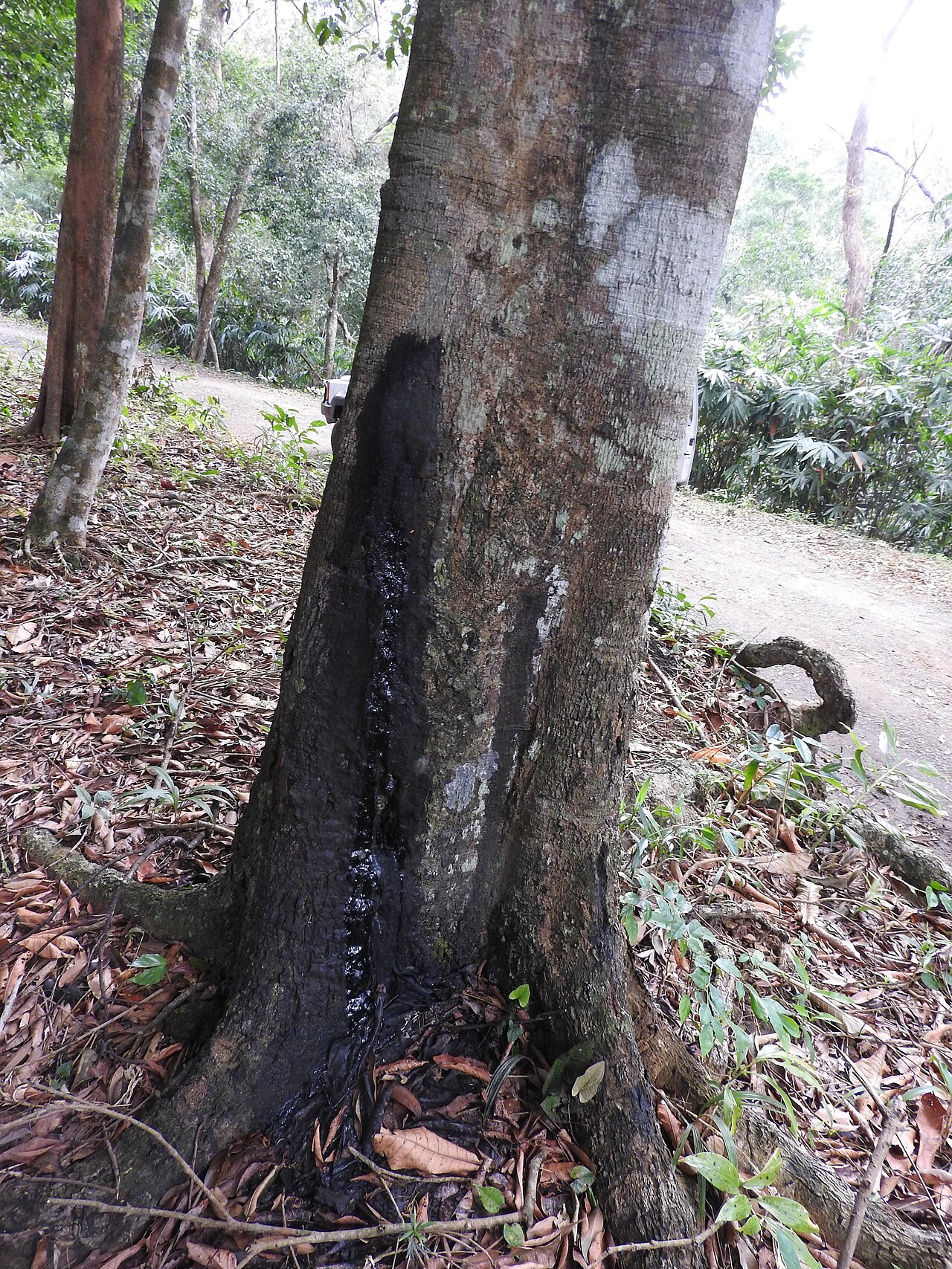 Semecarpus auriculatus