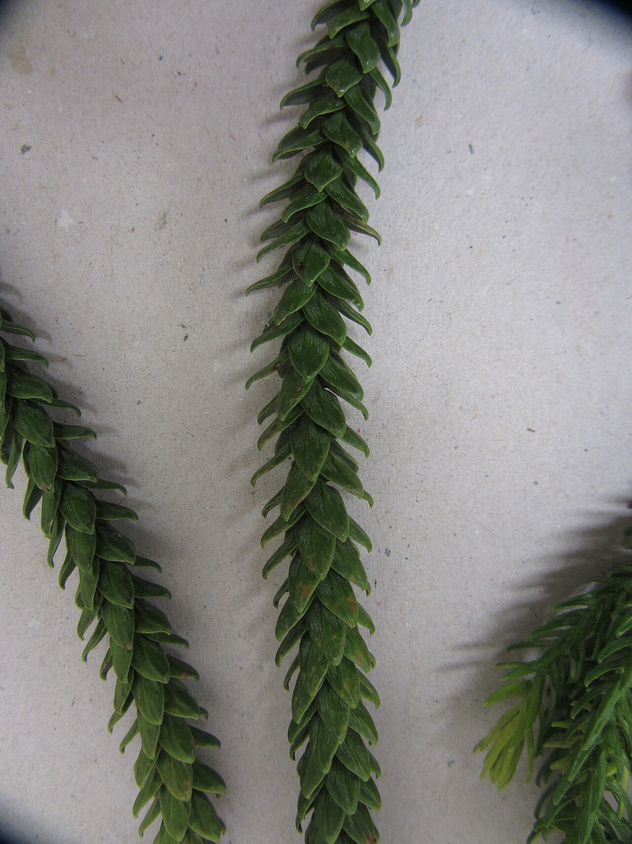 Araucaria biramulata