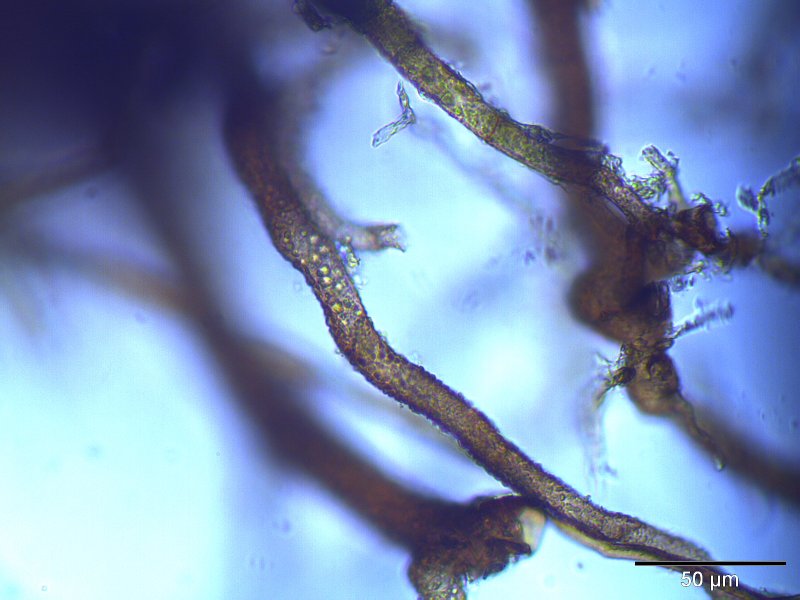 Bryum elegans