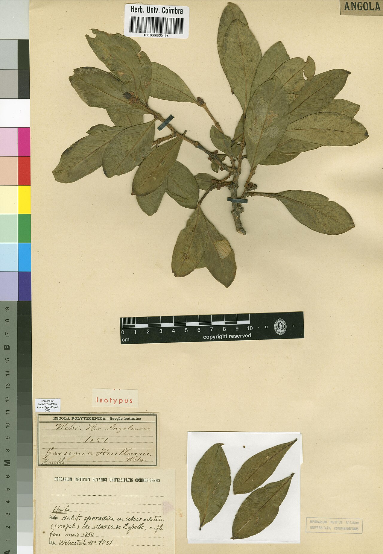 Garcinia huillensis