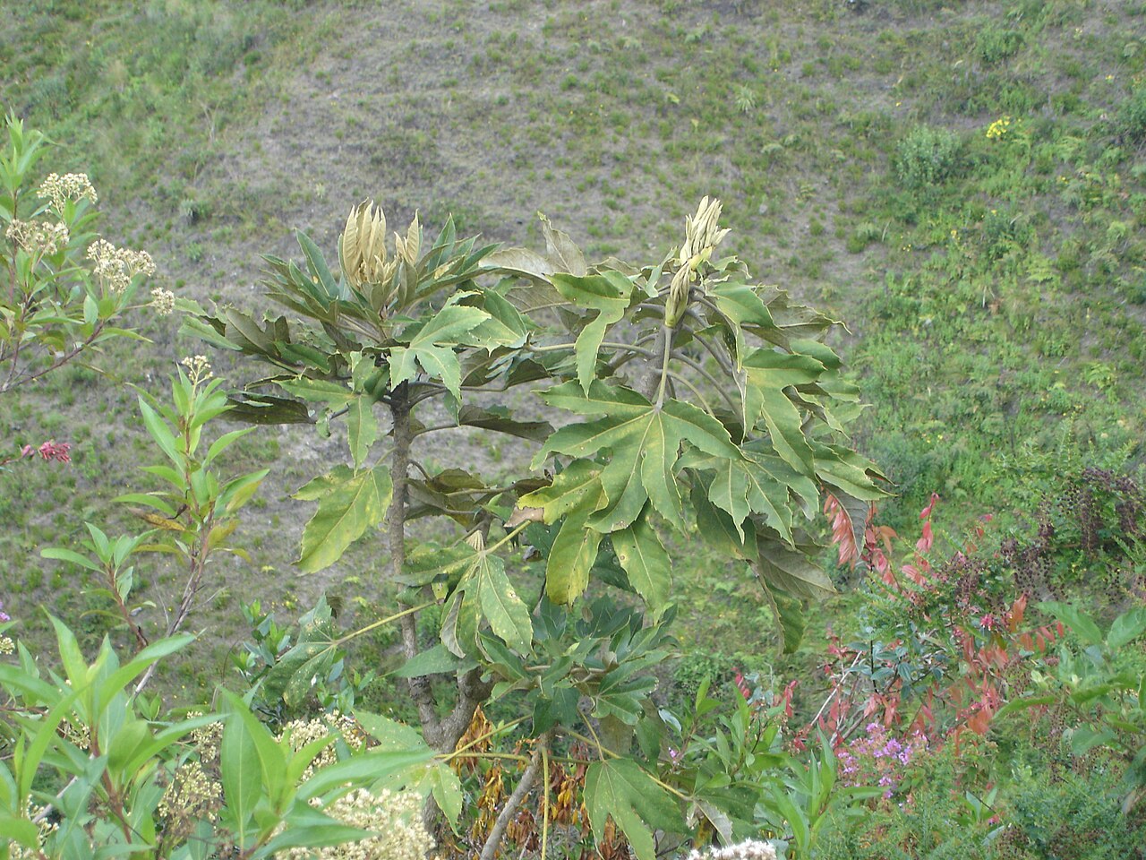 Oreopanax ecuadoriensis