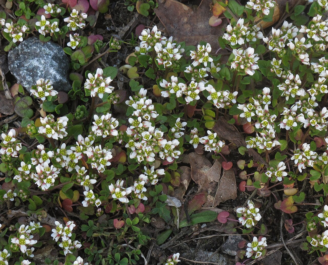 Cochlearia danica