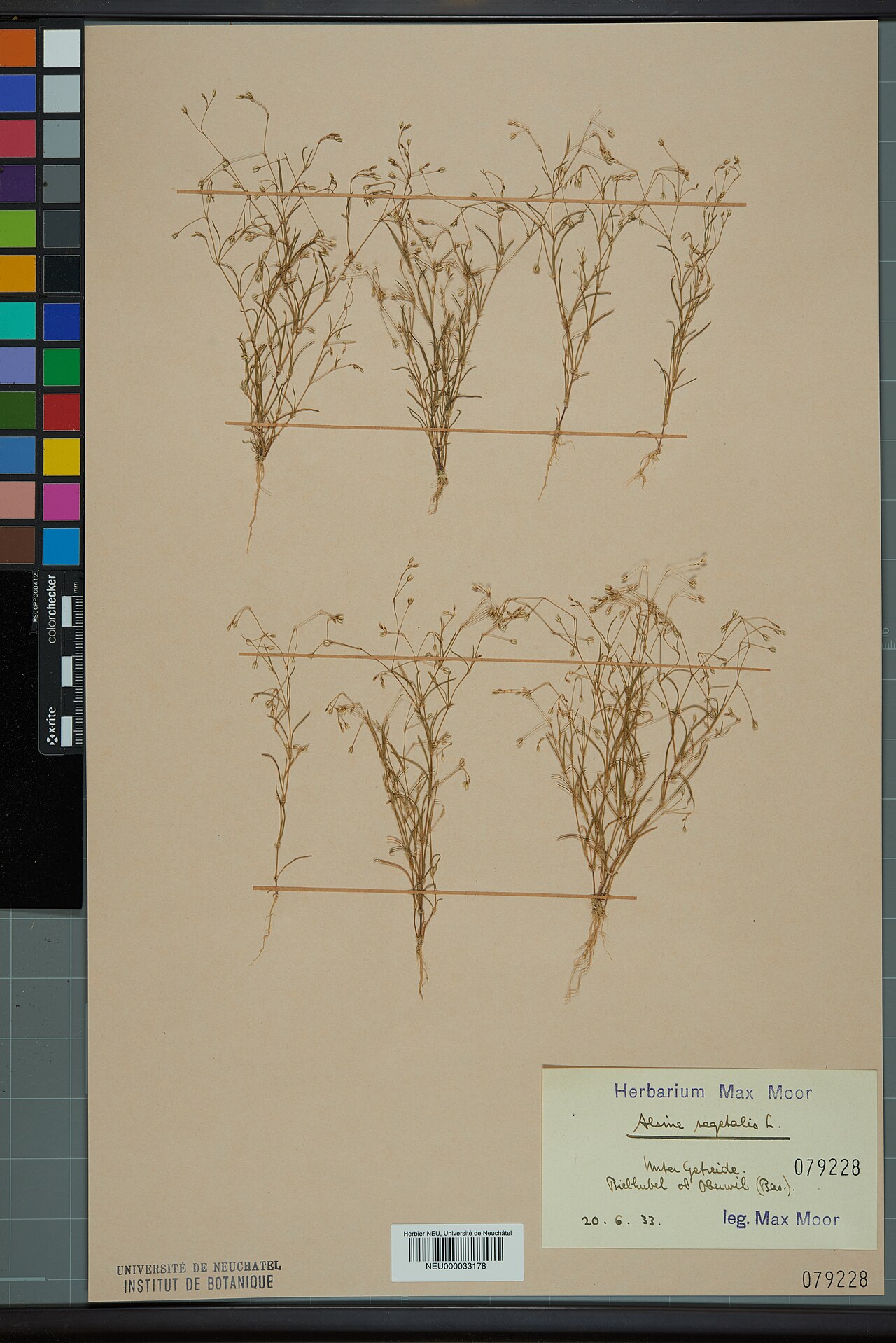 Spergularia segetalis