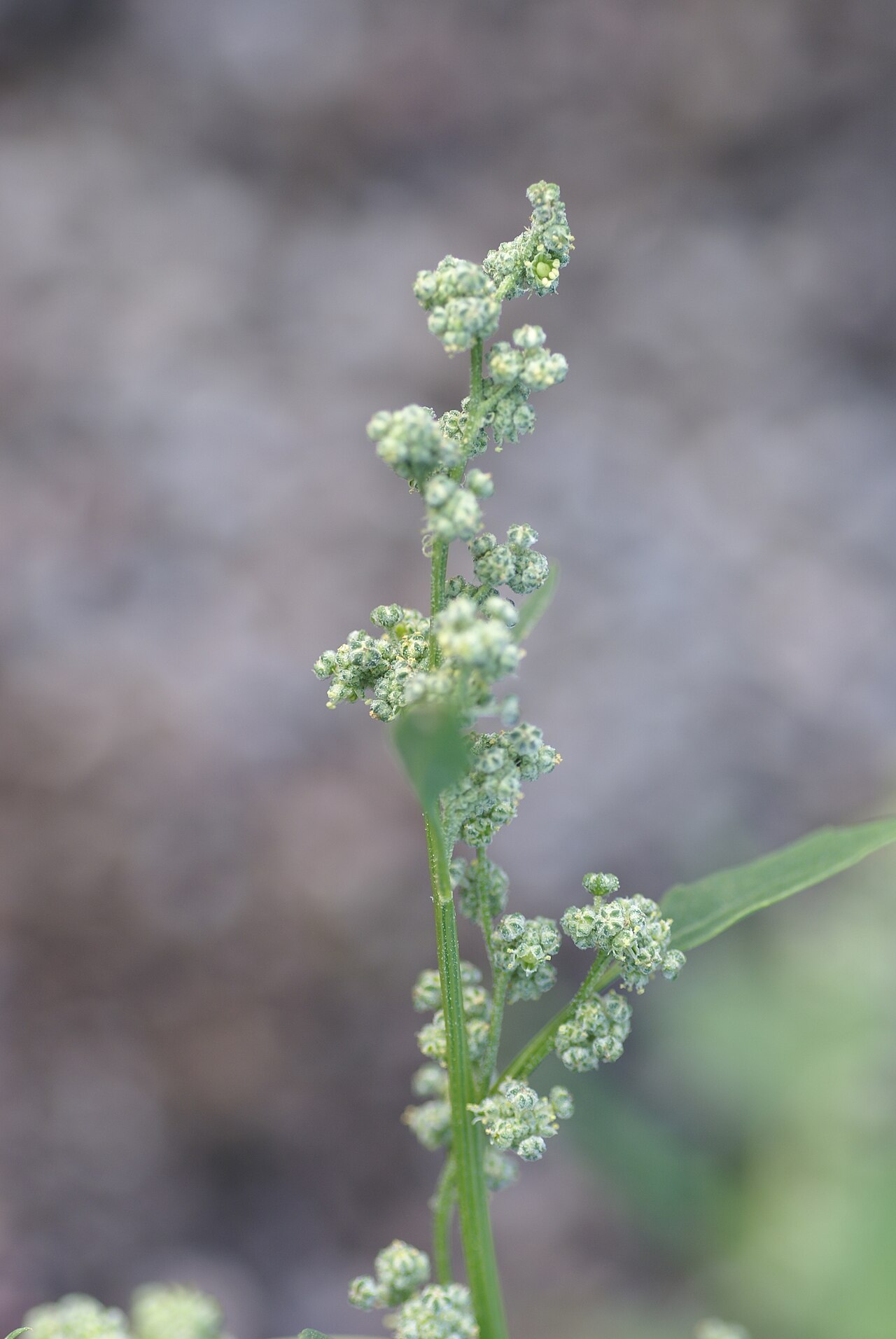 Chenopodium suecicum