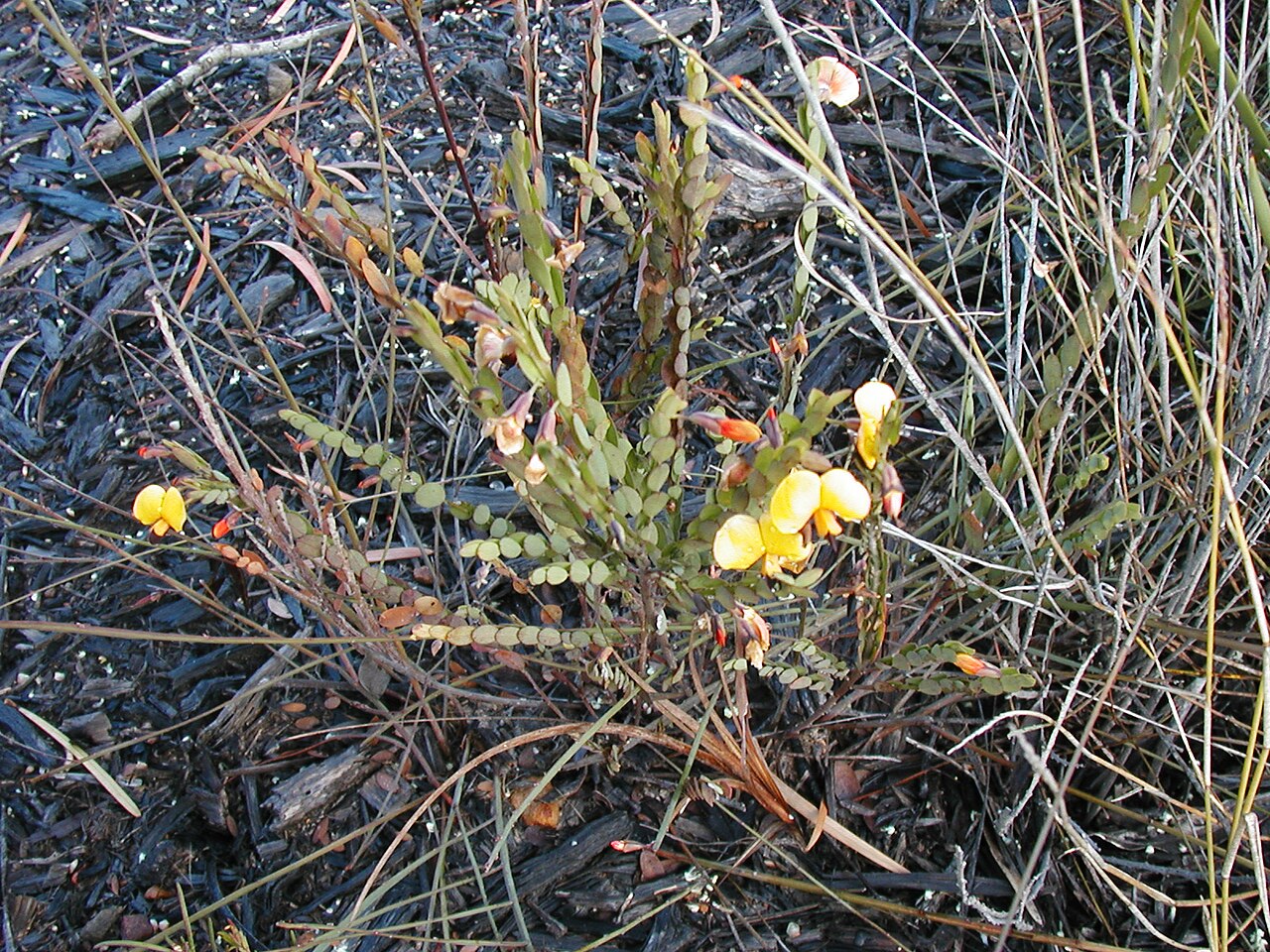 Matted bossiaea