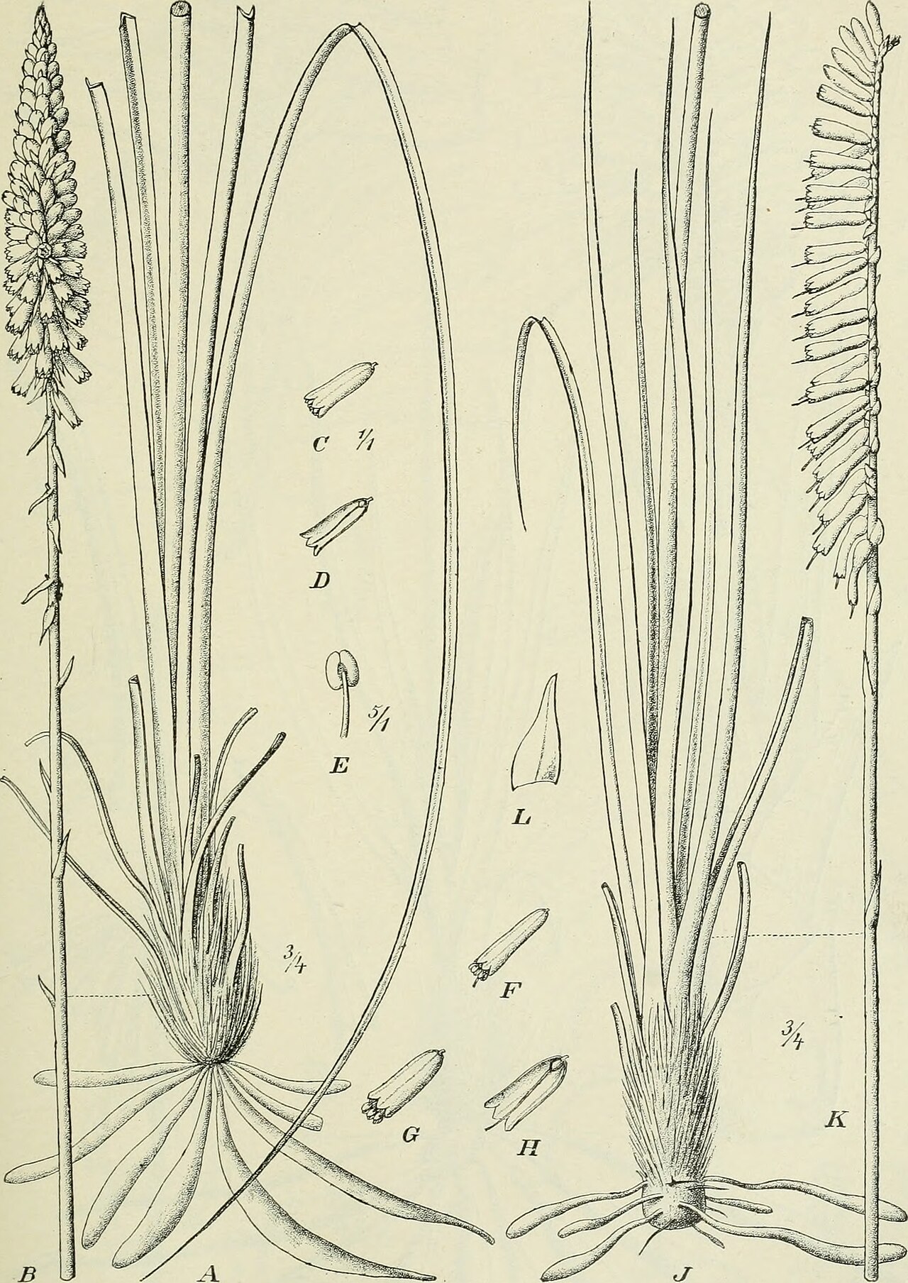 Kniphofia buchananii