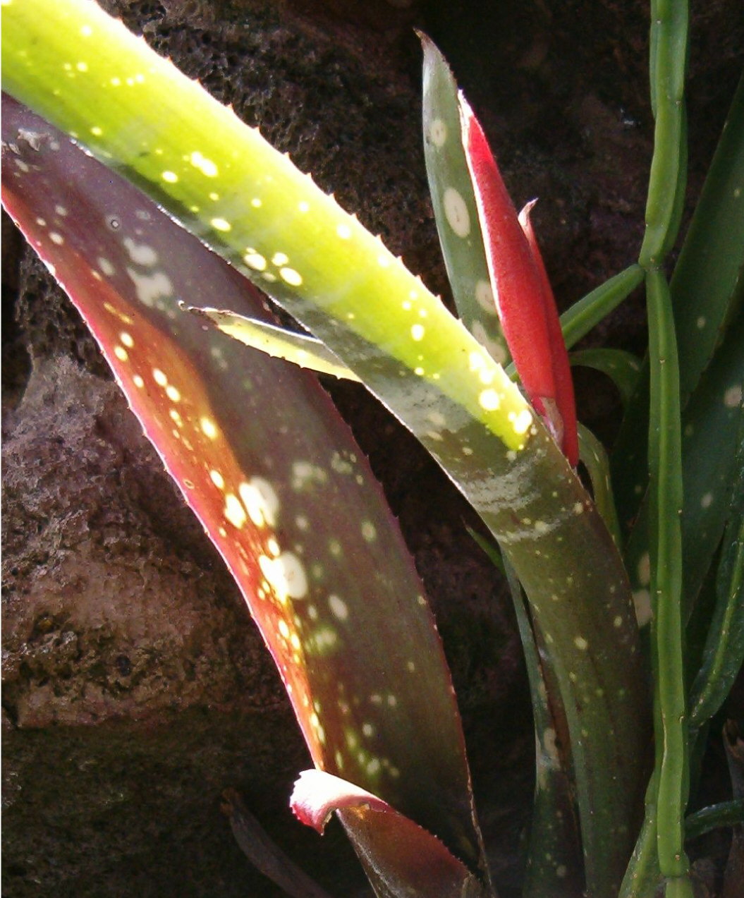 Billbergia saundersii