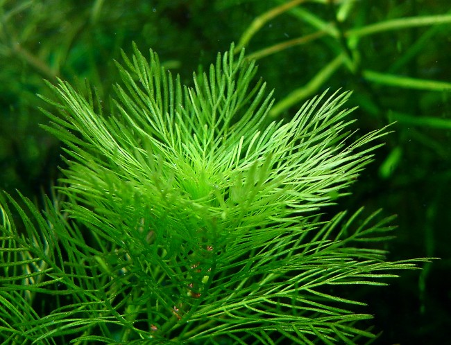 Myriophyllum mattogrossensis