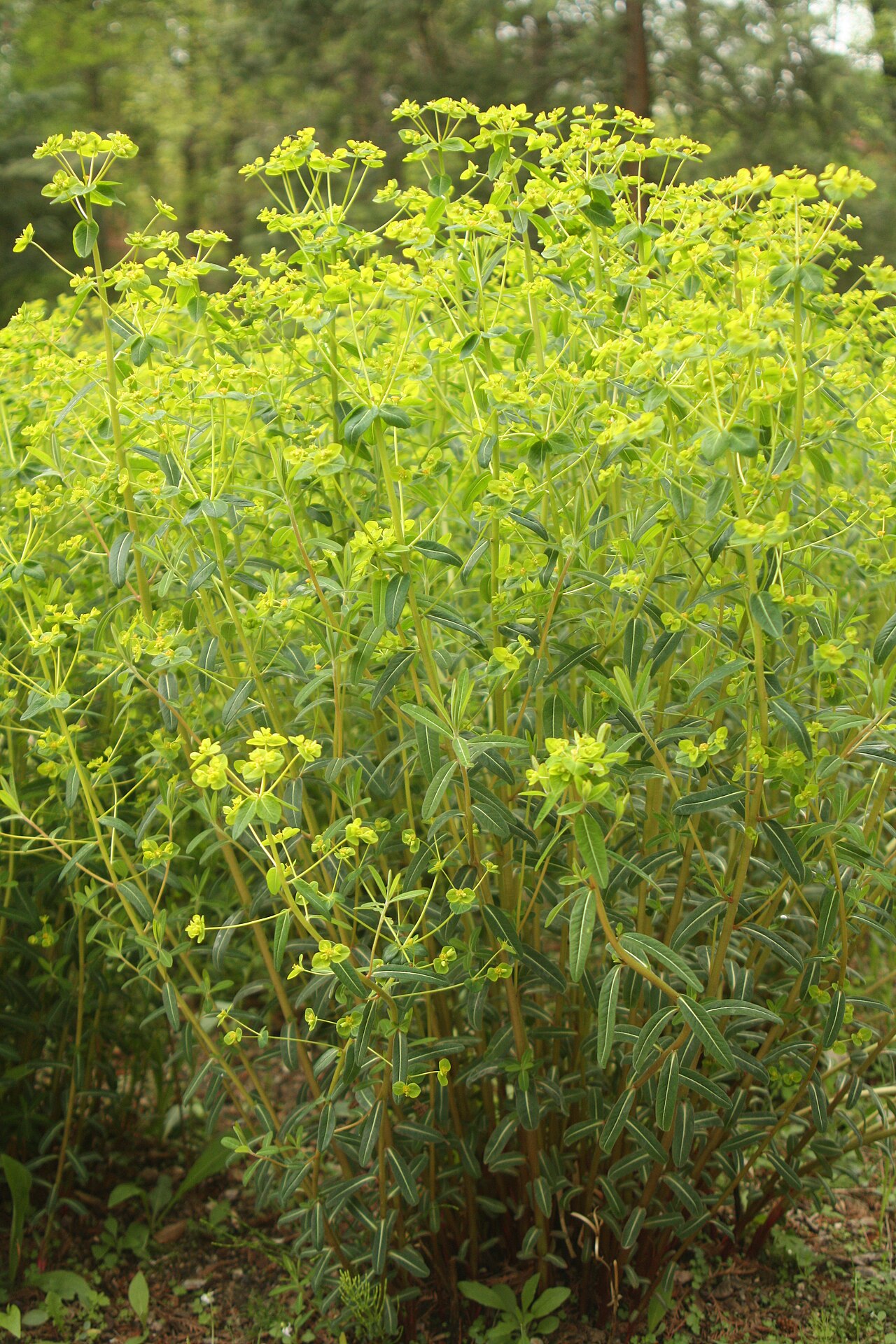 Euphorbia pekinensis