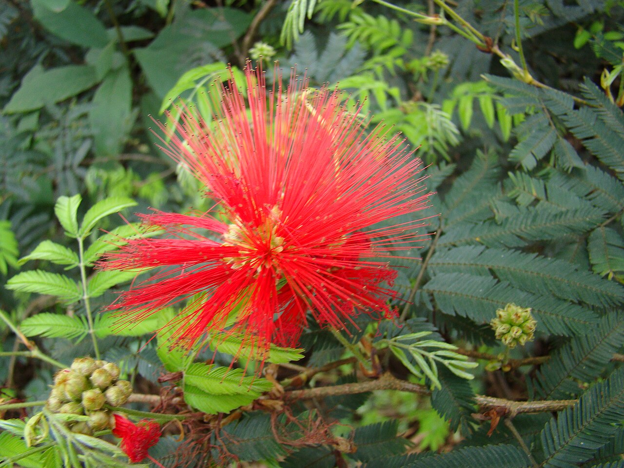 Calliandra tweediei