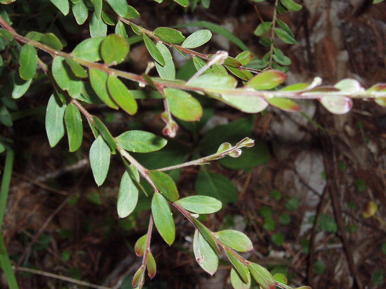 Acacia prominens