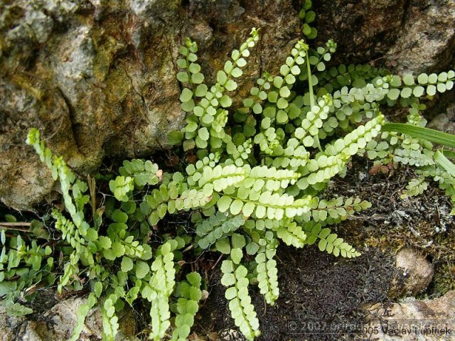 Asplenium adulterinum