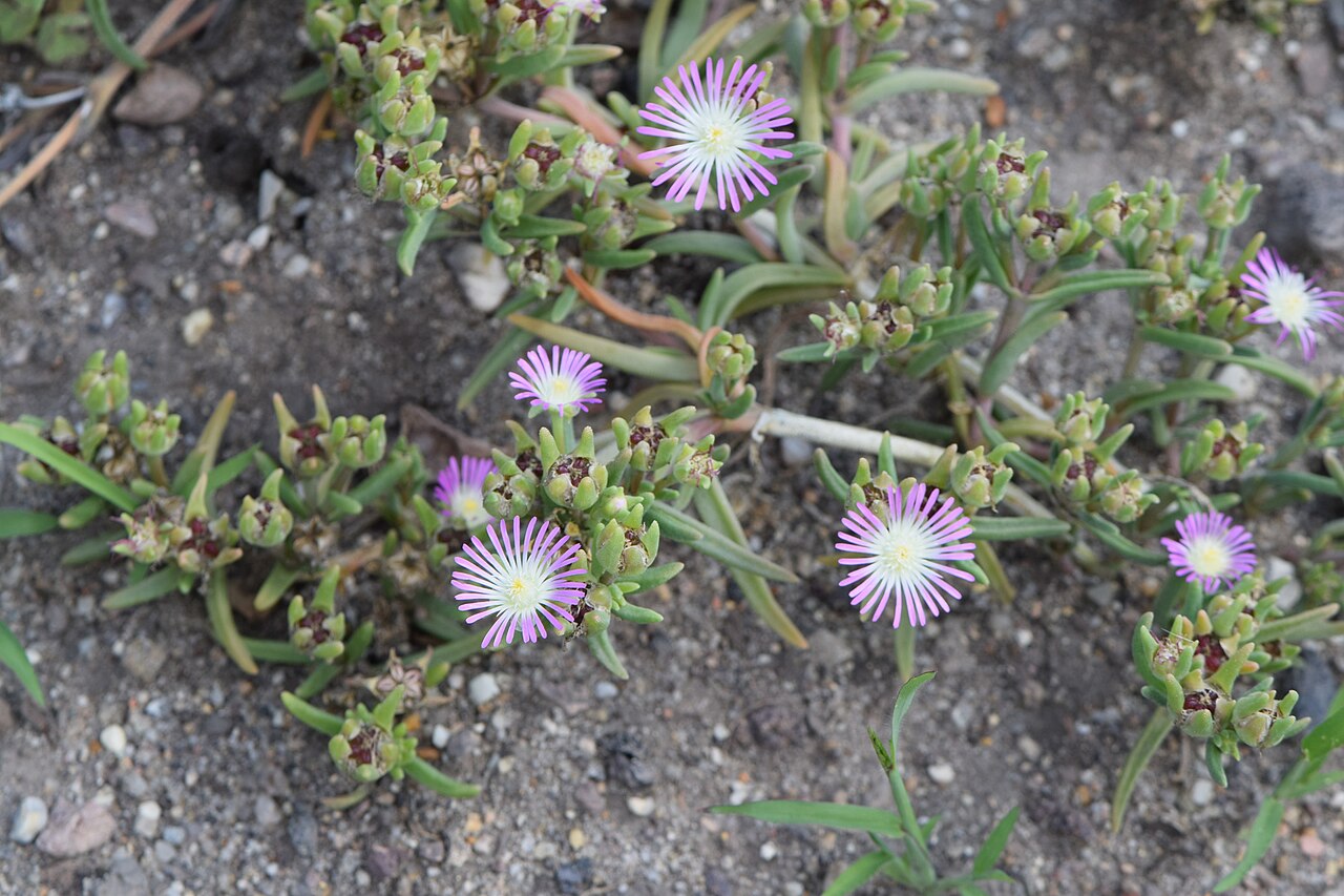 Ebracteola derenbergiana