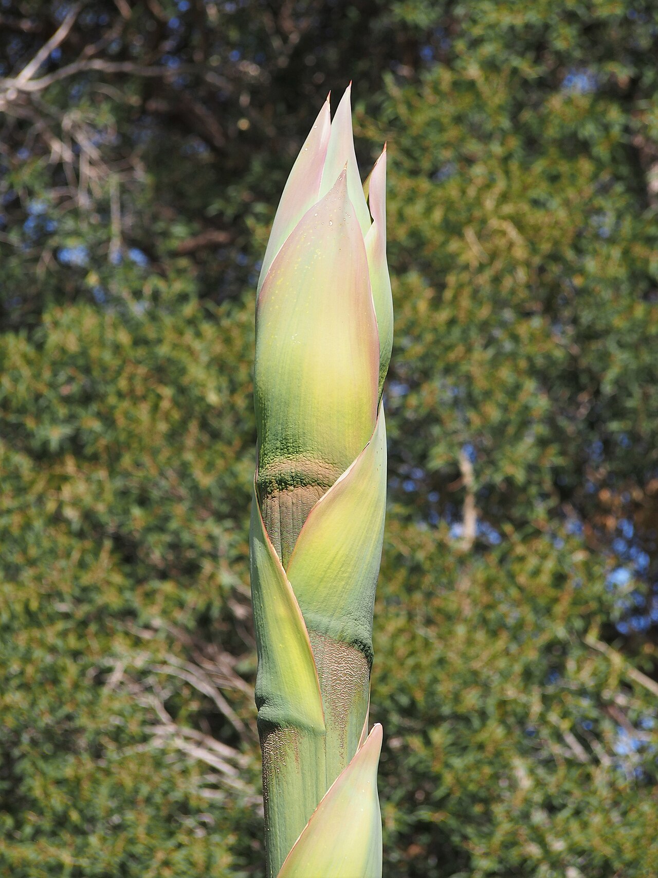 Agave atrovirens