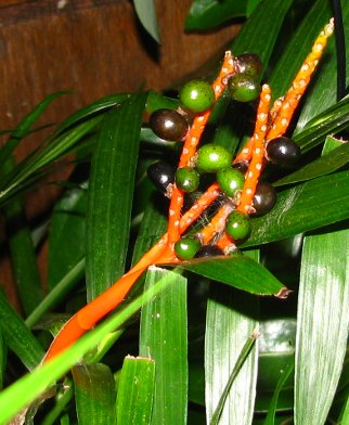 Chamaedorea cataractarum