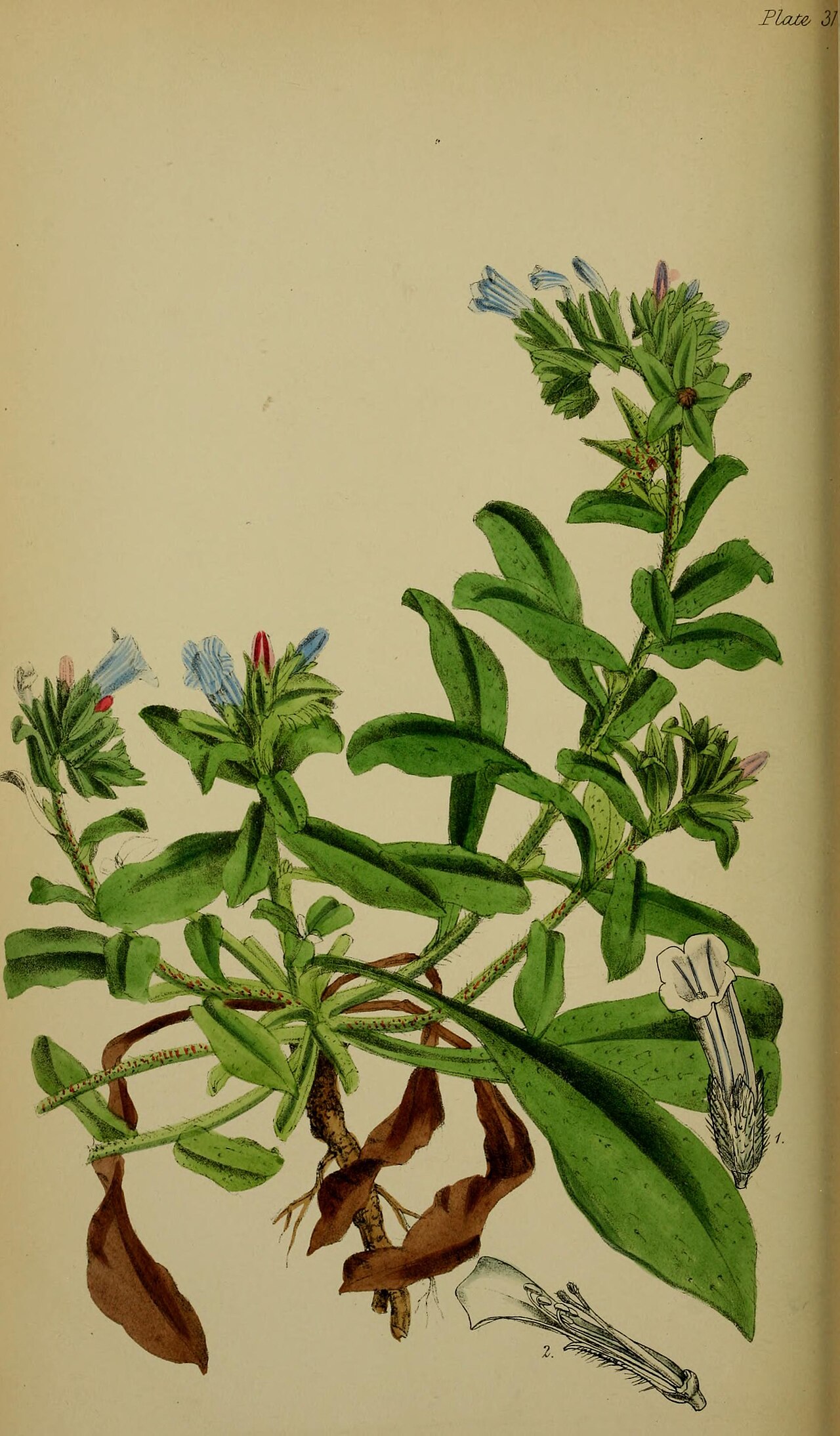 Echium parviflorum