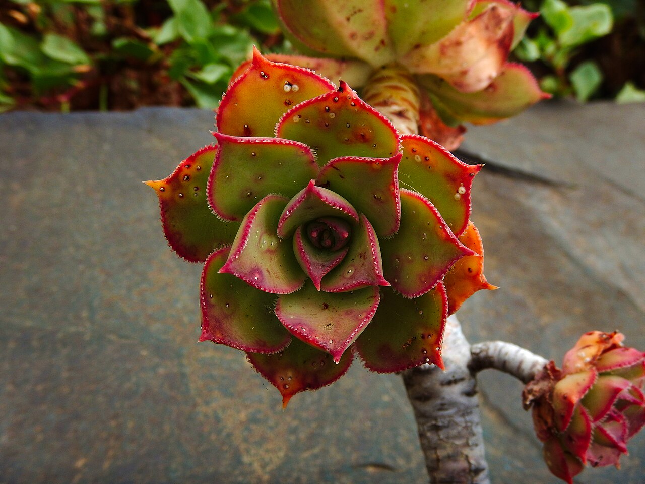 Aeonium percarneum