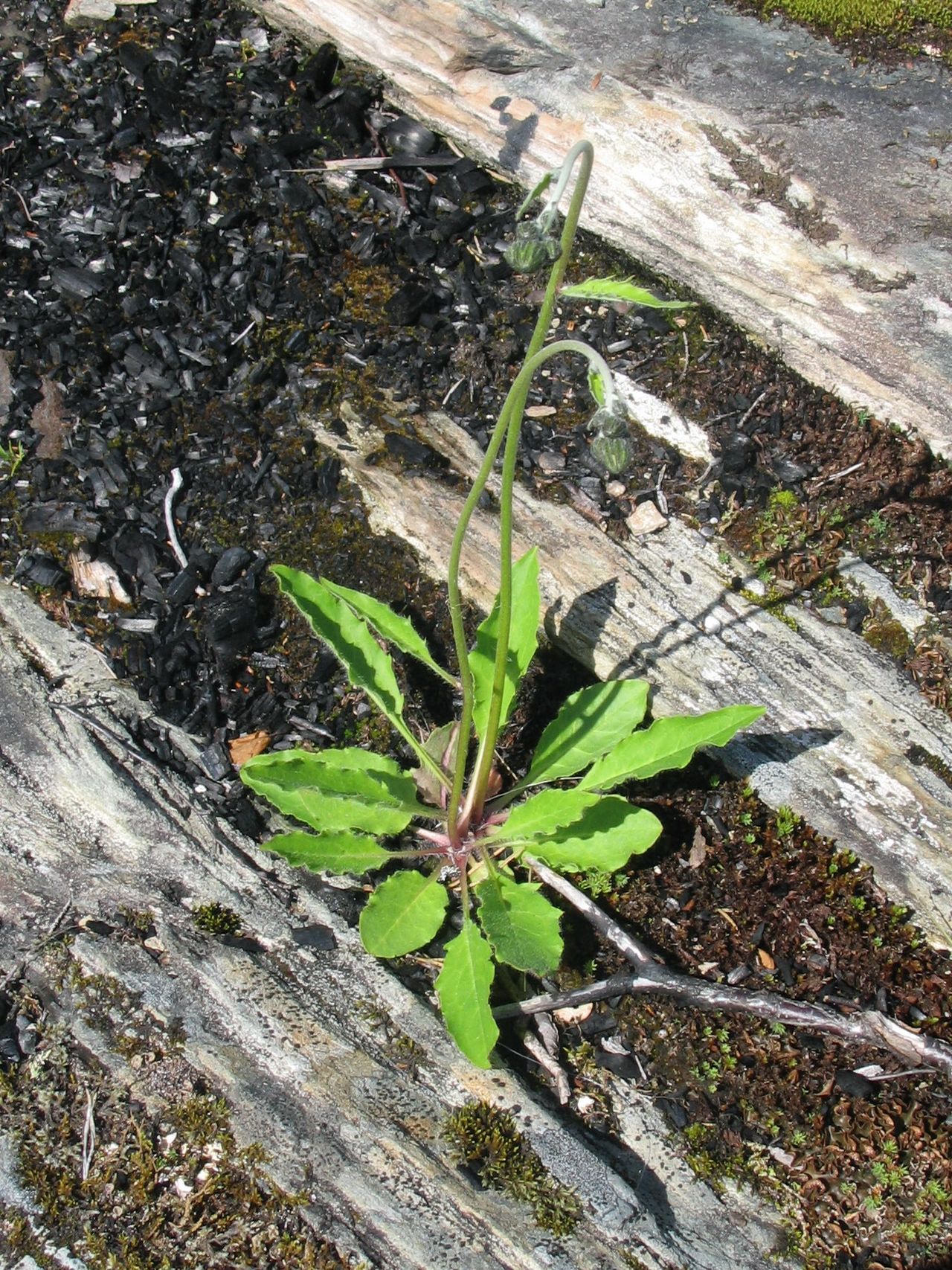 Hieracium schmidtii