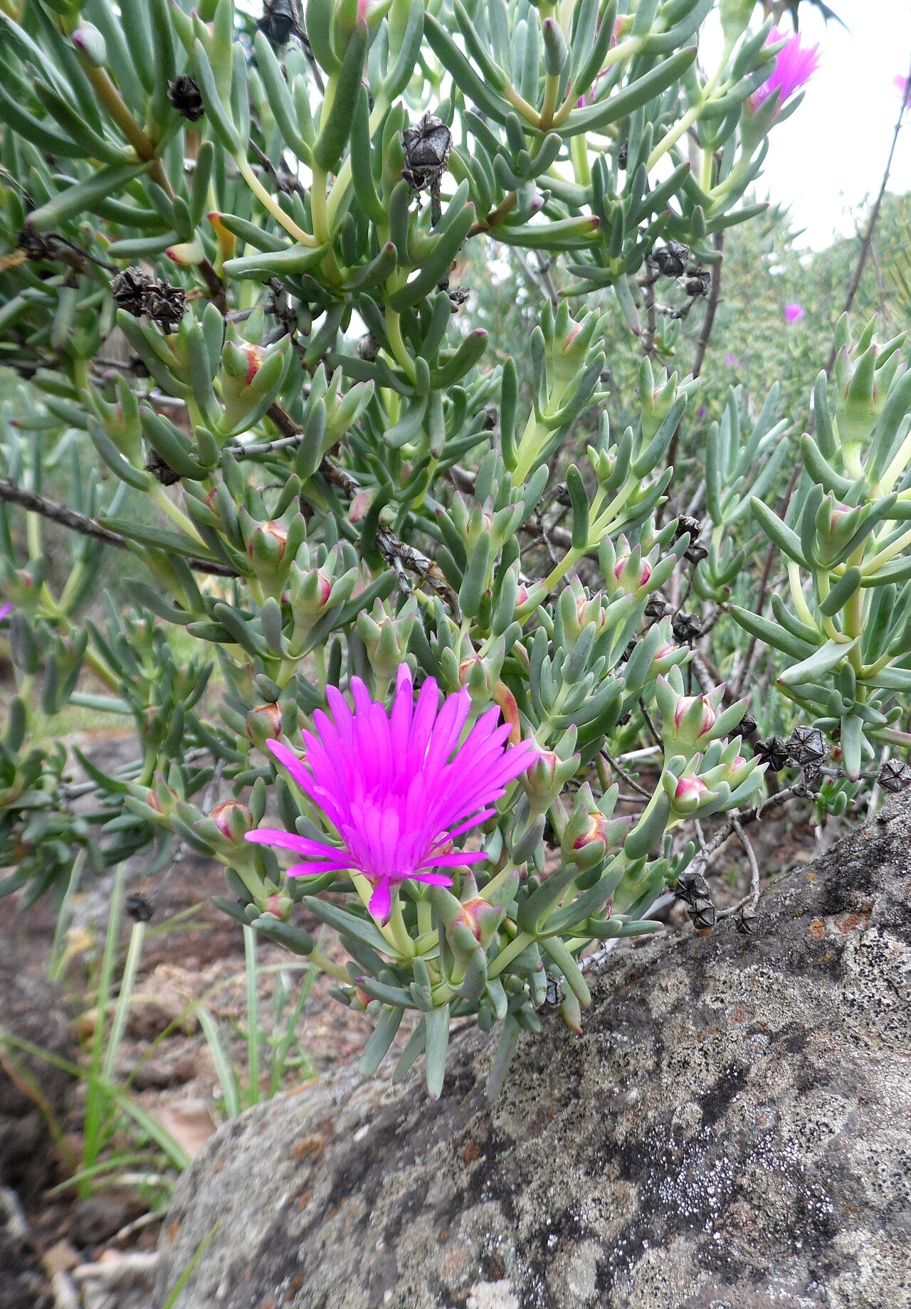 Lampranthus hoerleinianus