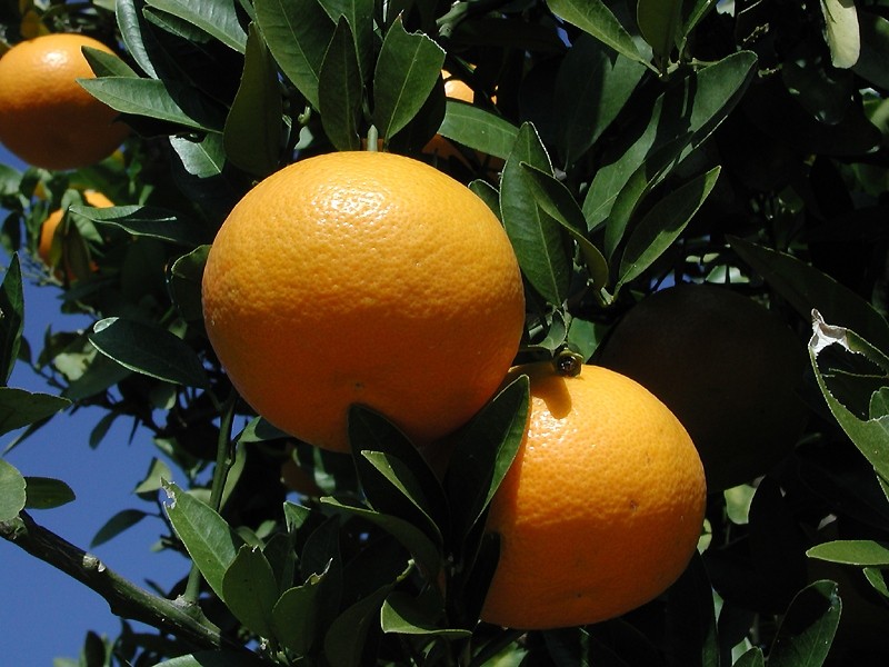 Citrus iyo