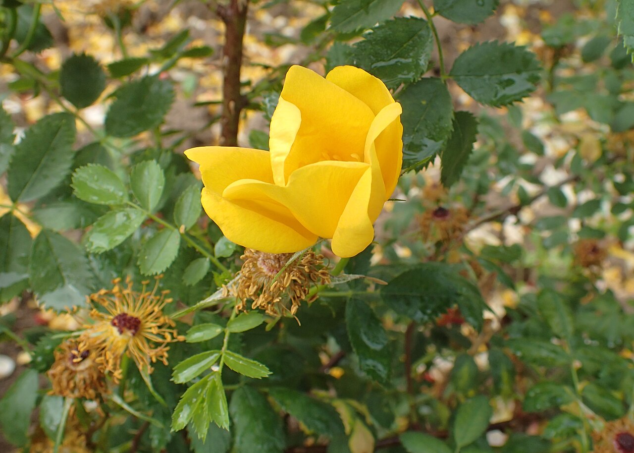 Rosa eglanteria