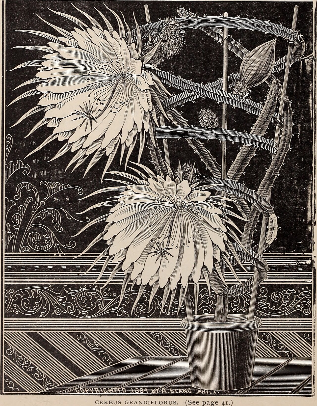 Echinocereus multicostatus