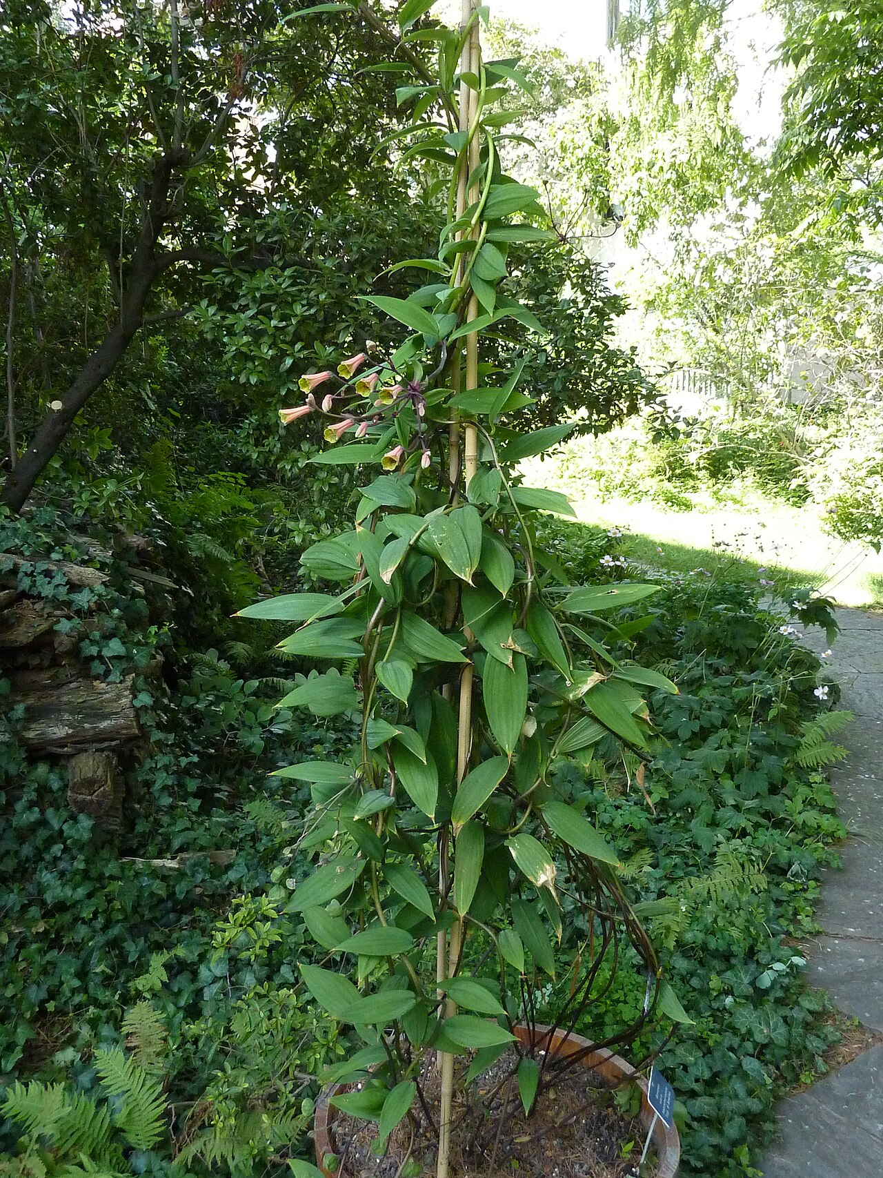 Bomarea edulis
