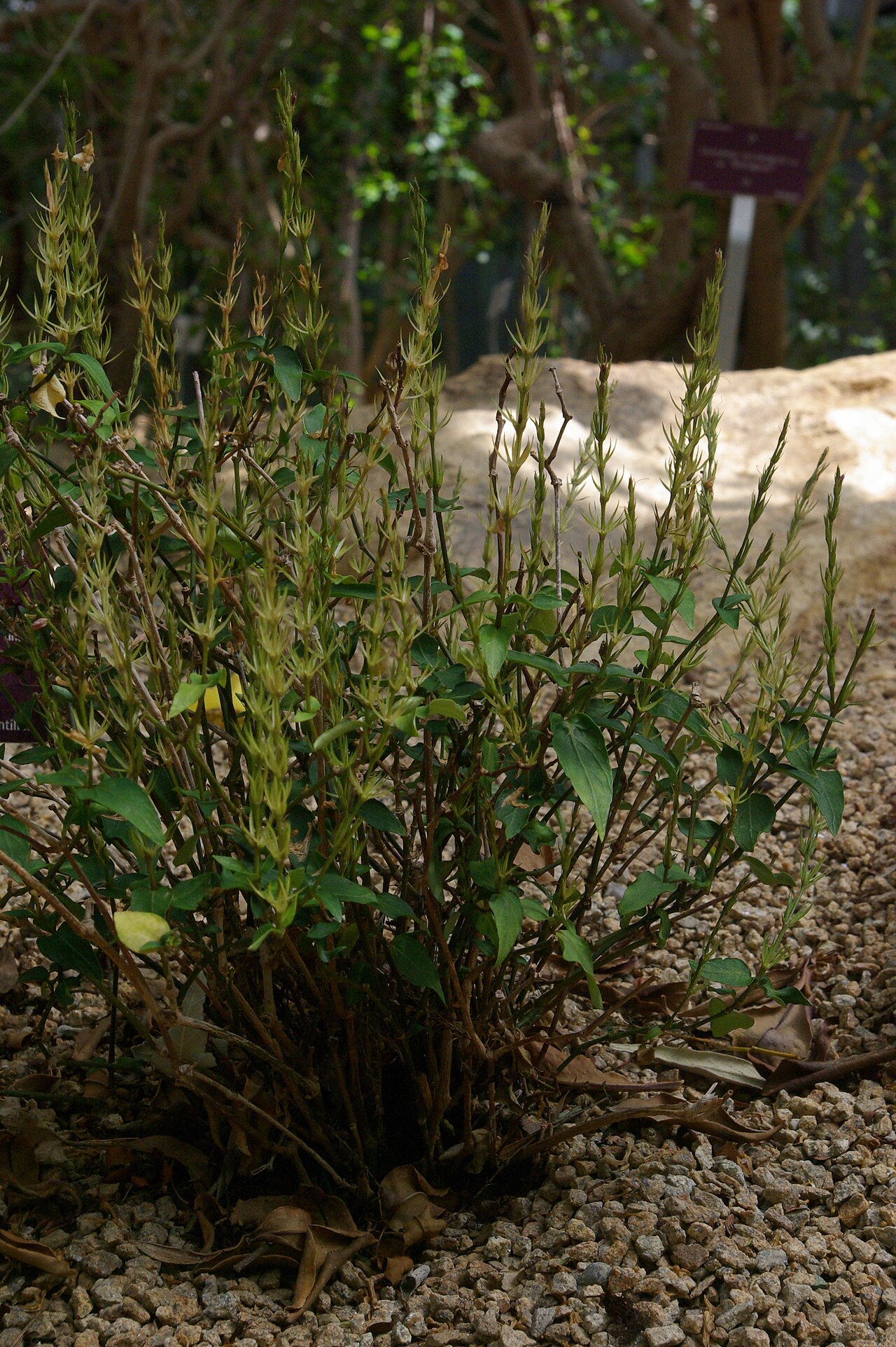 Dianthera androsaemifolia