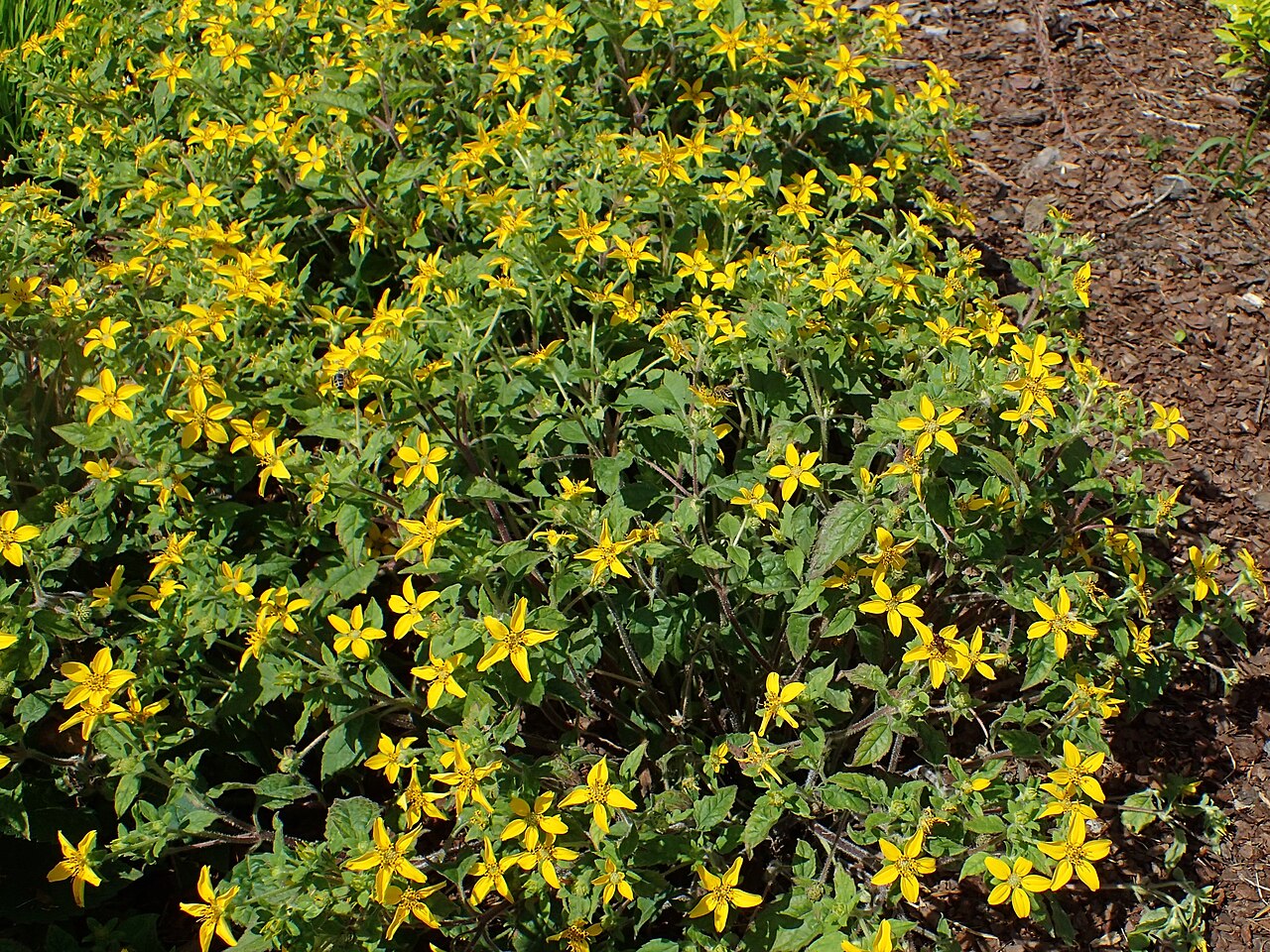 Chrysogonum virginianum