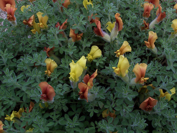 Chamaecytisus polytrichus