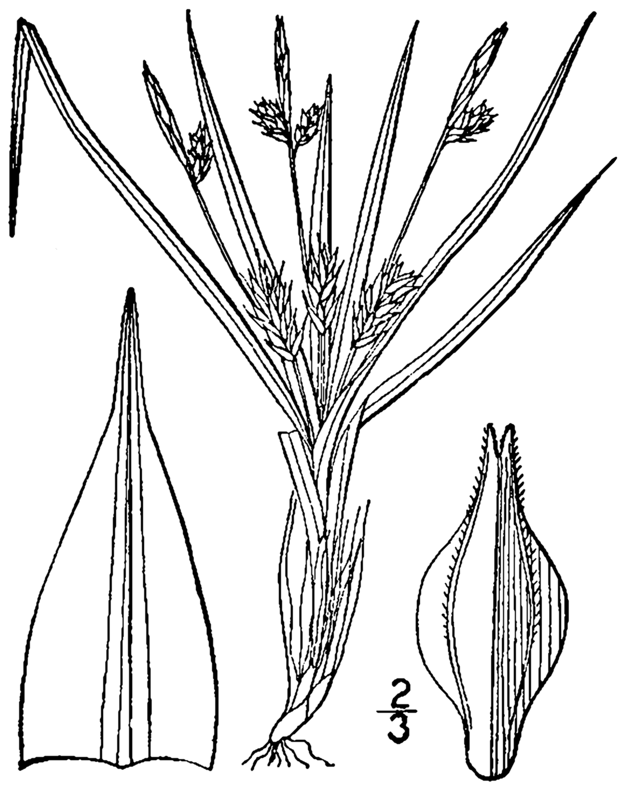 Carex umbellata