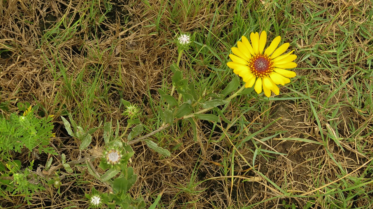 Grindelia pulchella