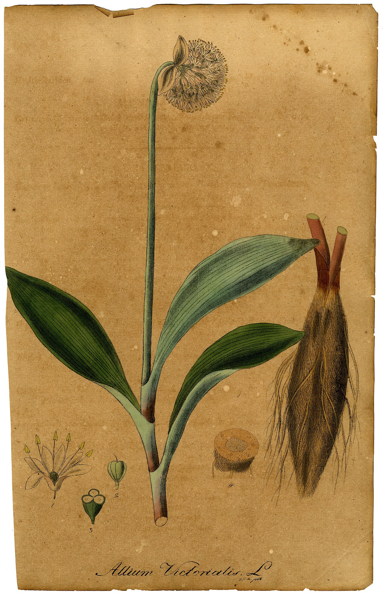 Victory onion