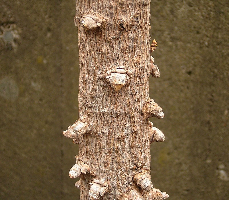 Erythrina vespertilio