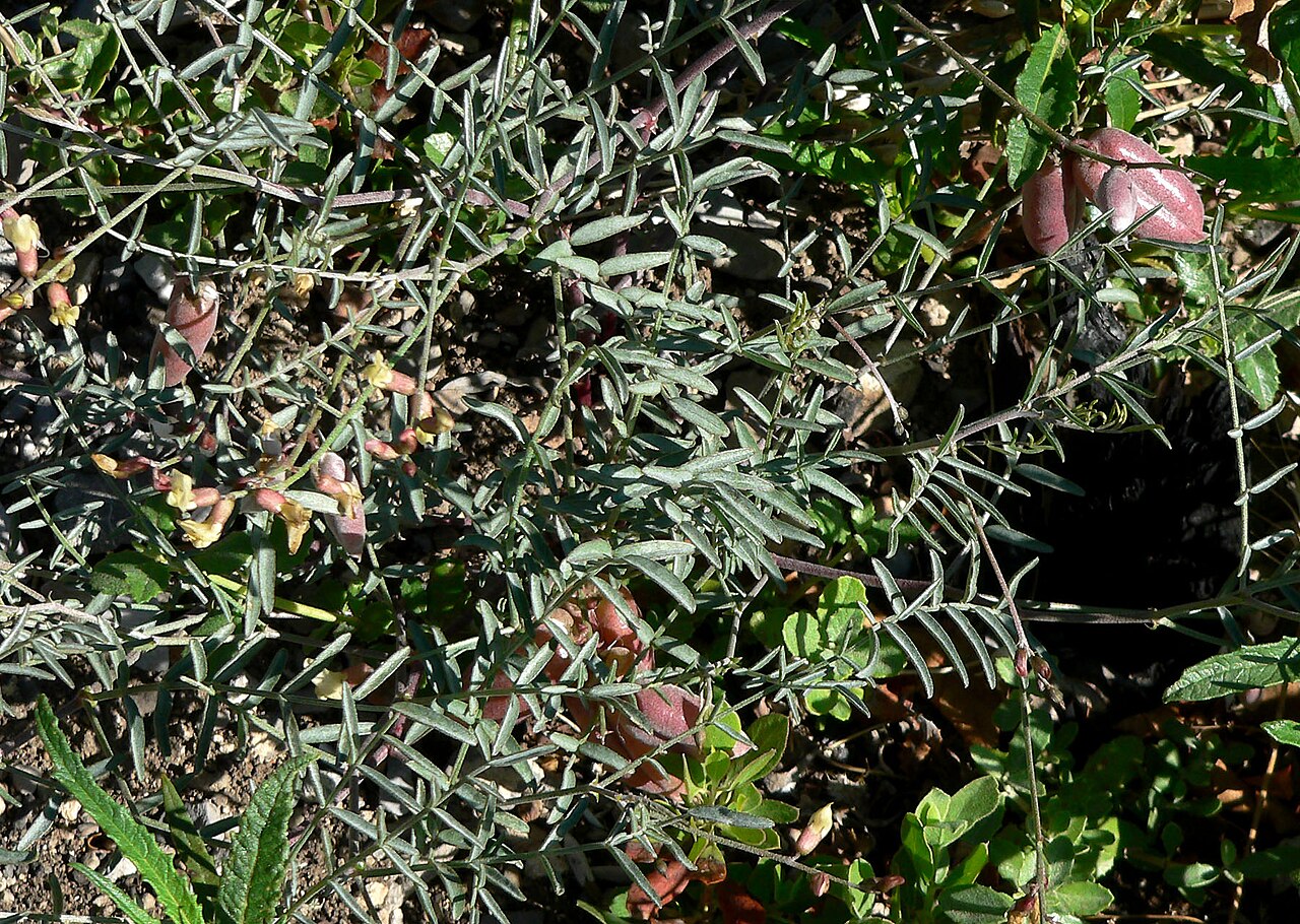 Astragalus aequalis
