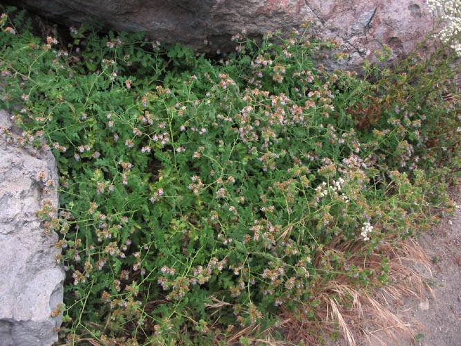Phacelia ramosissima