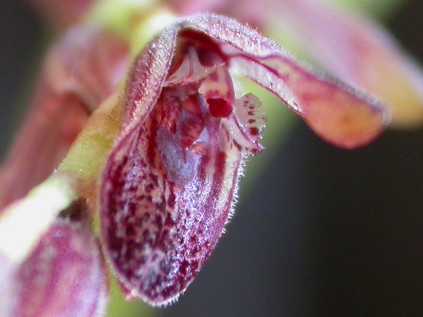 Acianthera pubescens