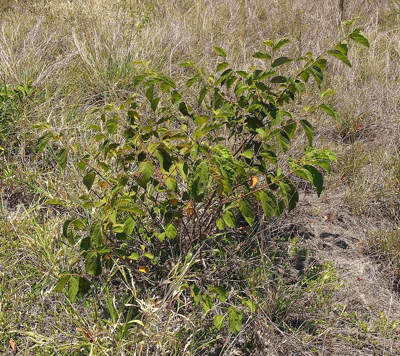 Grewia retusifolia