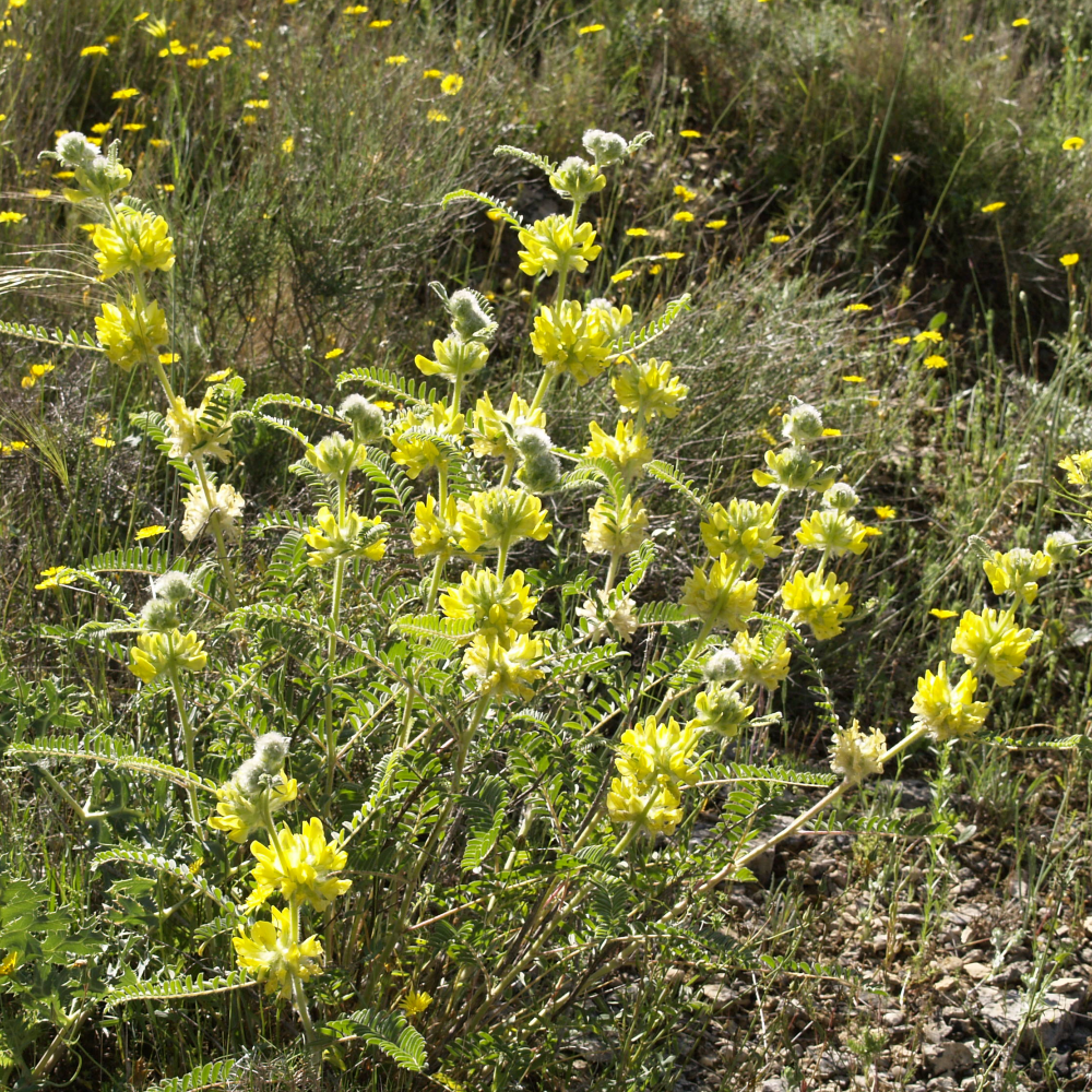 Astragalus alopecuroides
