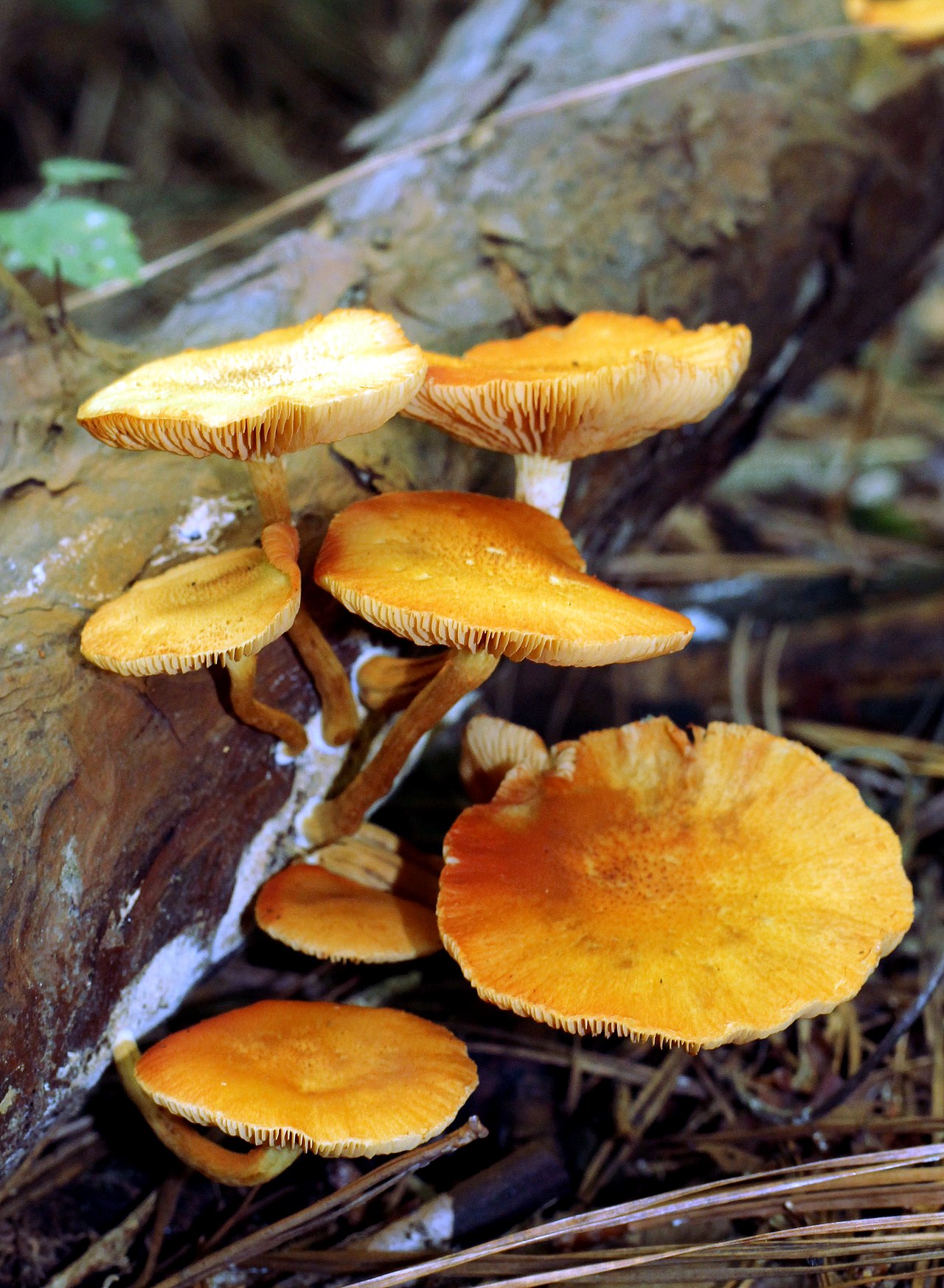Gymnopilus underwoodii
